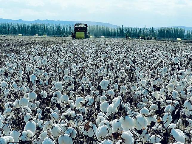 A cotton harvester is at work in Shawan City, northwest China's Xinjiang Uygur Autonomous Region, Oct. 8, 2024. (Photo by Guan Bing/Xinhua)