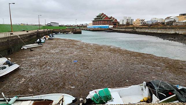 颱風小犬過境澎湖帶來強風大浪，雖重大災情發生，岸際與港區七日卻出現大量海藻，成為災後罕見景象。（中央社）