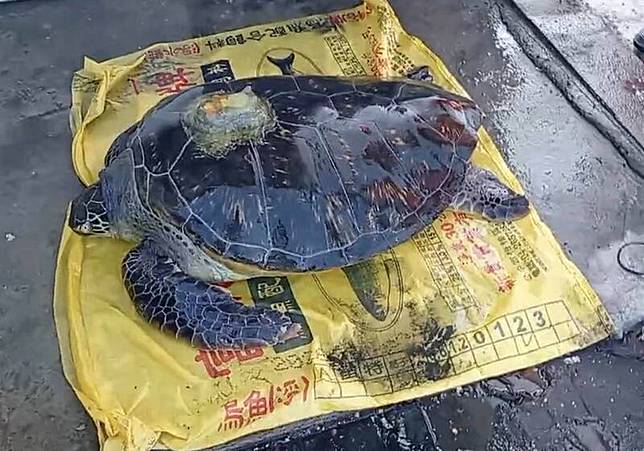 彰化福興鄉1隻身型巨大的海龜擱淺，其龜殼上還有疑似追蹤器的儀器。(圖由民眾提供)