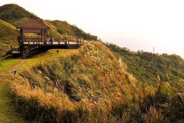 ▲草嶺古道芒花季。（圖／交通部觀光局）