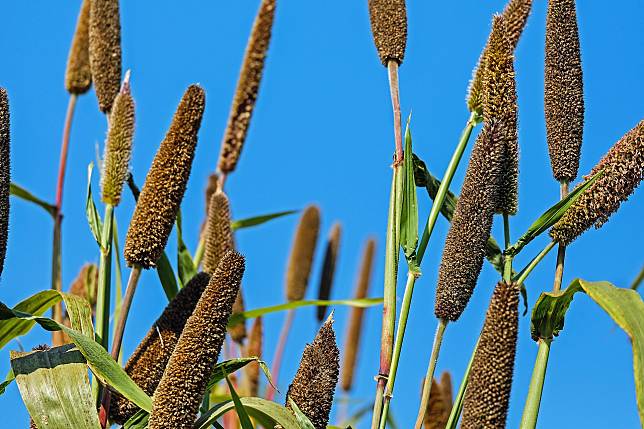 小米為著名抗旱植物，也是一種無麩質穀物，印度為第二大出口國。(Pixabay)