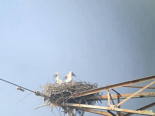 瀕危稀珍鳥類東方白鸛，在雲林濁水溪堤岸旁高壓電塔上築巢成功繁殖，一家五口引起國內外關注。(記者黃淑莉攝)