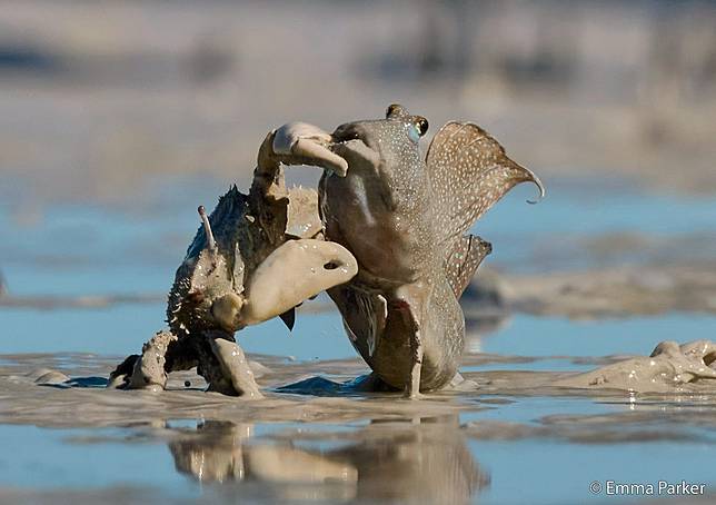 Crab Attack  by Emma Parker  ／ AGNPOTY