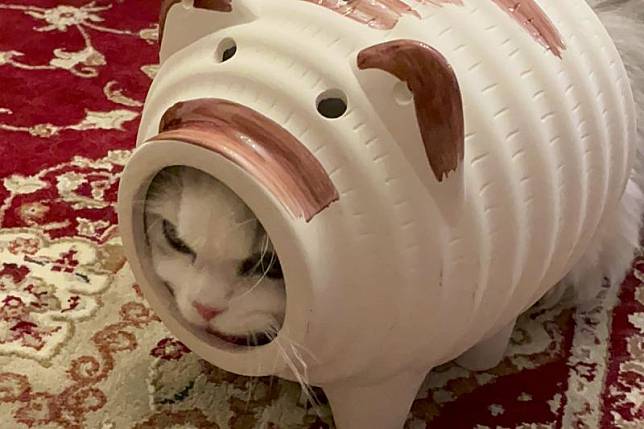貓咪裝備「豬豬蚊香」，可愛度加到爆表，戴反卻瞬間GG了。（圖／Twitter：NEKOLAND13）