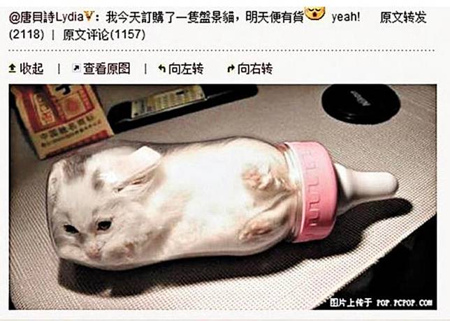 唐貝師曾將愛貓放進嬰兒牛奶瓶裡，還上傳照片自嘲「盆景貓」遭網友撻伐。（翻攝網路）