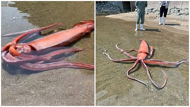 日本福井縣有漁民在海灘上發現一條大王魷魚。（圖／翻攝自越前松島水族館推特）