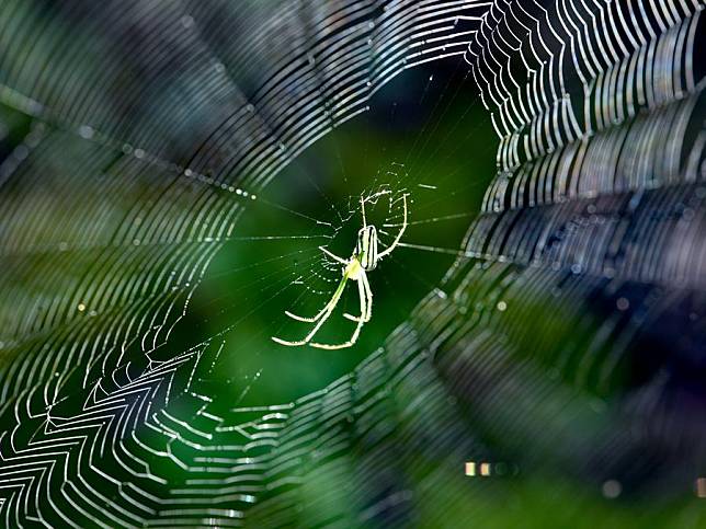 Photo taken on Aug. 24, 2019 shows a spider in the Wuyishan National Park, southeast China's Fujian Province. (Xinhua/Jiang Kehong)