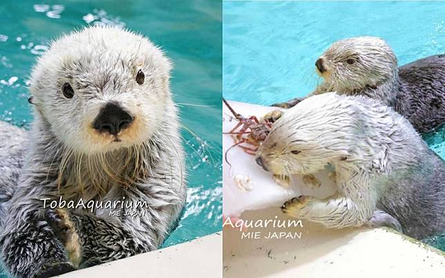 （圖／翻攝自鳥羽水族館IG）