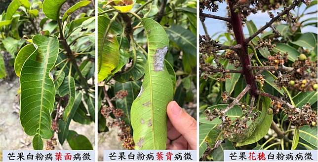 彰化農業處表示，縣內芒果樹已發現有白粉病入侵，呼籲農友加強防治。(記者曾厚銘翻攝)