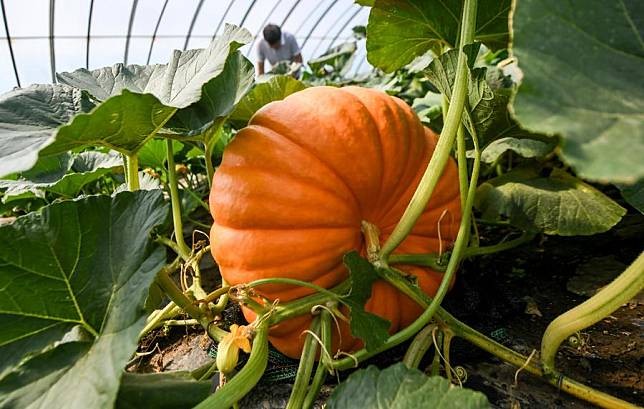 A staff worker takes care of giant pumpkins at a greenhouse in Changchun, capital of northeast China's Jilin Province, July 9, 2019. (Xinhua/Wang Haofei)