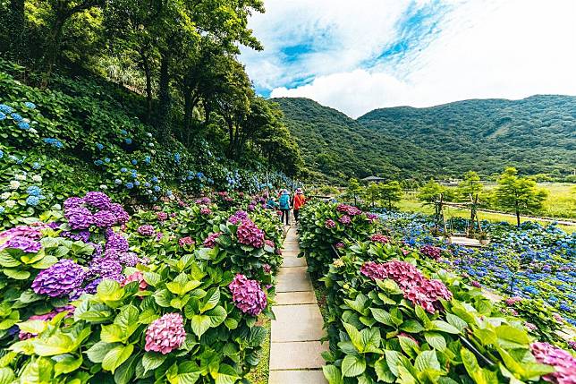 每年5至6月是陽明山竹子湖繡球花盛開的季節。（取自臺北市政府網站）