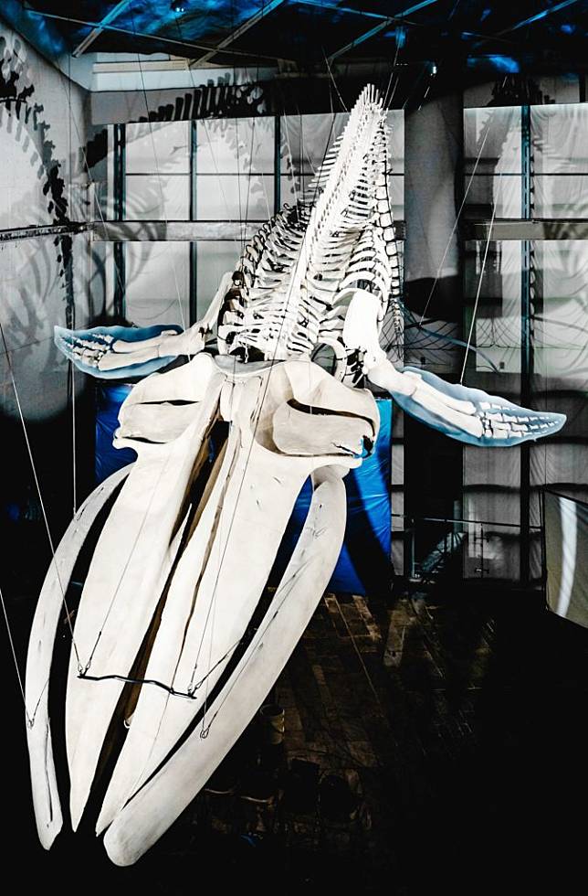 修復的台灣首次紀錄藍鯨，以另一種樣貌遨遊在十公尺高的海生館世界水域館大廳上方。（記者毛莉攝）