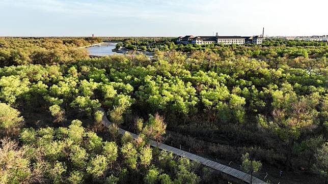 This aerial photo taken on May 16, 2023 shows a view of the desert poplar (populus euphratica) forest in Ejina Banner of Alxa League, north China's Inner Mongolia Autonomous Region. (Xinhua/Bei He)