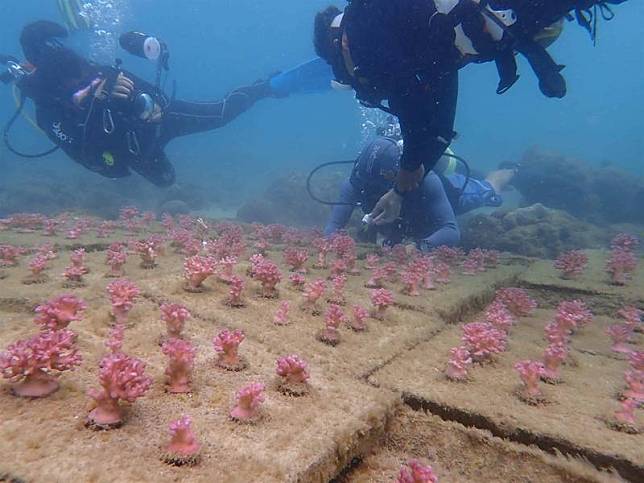 澎湖的珊瑚礁群先前因長年遭中國滾輪式拖網破壞與毒 電炸魚等狀況，被破壞殆盡，導致漁業資源枯竭；澎湖 縣水產種苗繁殖場自民國107年起進行多物種珊瑚培育研究，並進行珊瑚礁植栽復育。 （澎湖農漁局提供） 中央社 109年11月26日  
