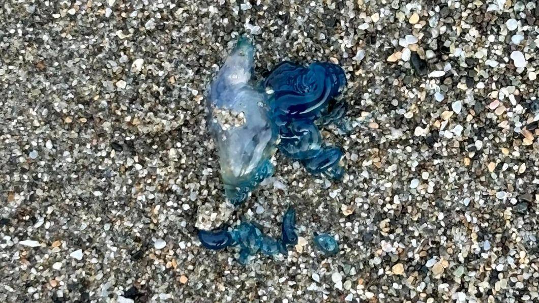 千萬別碰！台東海灘又見「世界第3毒水母」　被螫到致死率高
