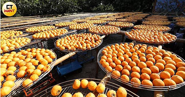 秋風起柿子紅了　走入新竹新埔「曬柿餅」來看柿子做日光浴