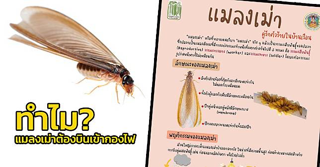 ทำไม? แมลงเม่าต้องบินเข้ากองไฟ