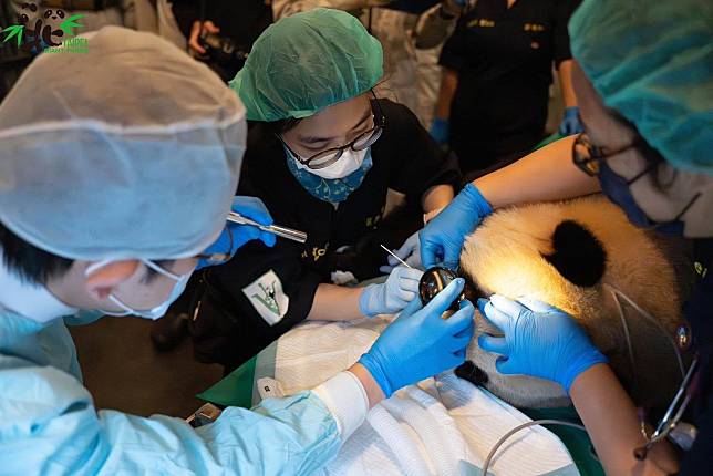 大貓熊「圓寶」進行全身麻醉健康檢查。（台北市立動物園提供）