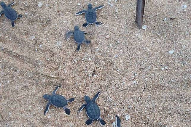 今年望安綠蠵龜保護區，第六窩蛋卵孵化。(澎湖縣政府農漁局提供)