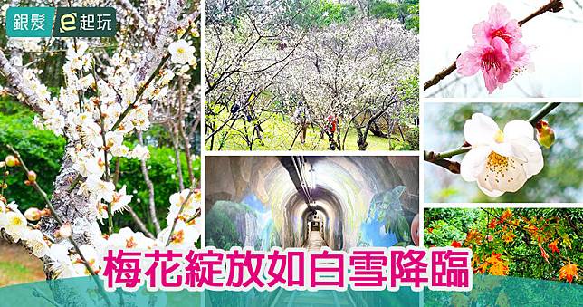 2025角板山梅花季｜北台灣最大梅園！桃園復興角板山行館賞梅旅人最愛，同享楓紅/山櫻花/杜鵑花齊開飄香，秘遊神秘戰備隧道坐賞湖畔鳥語