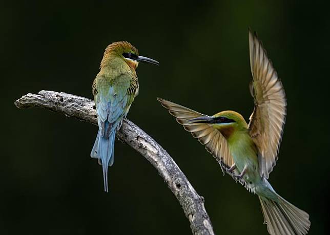 Blue-tailed bee eaters forage at Wuyuanwan blue-tailed bee eater nature reserve in Xiamen, southeast China's Fujian Province, May 10, 2024. (Xinhua/Wei Peiquan)