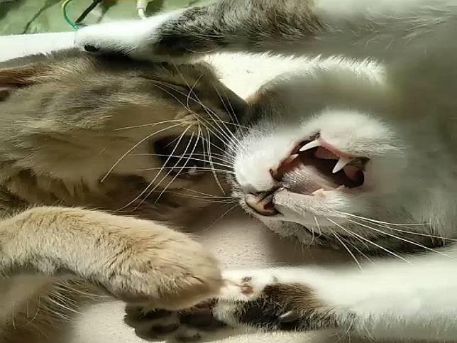兩隻貓咪互毆喵喵拳　飼主驚：在睡夢中也能打？