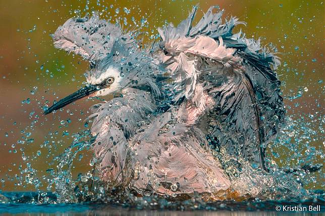 Dignity Down the Drain  by Kristian Bell ／ AGNPOTY