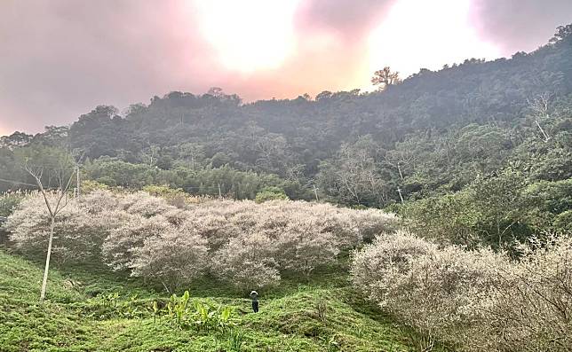 賞花不必跑南投，苗泰安鄉上百株梅花盛開秘境公開引人潮。（圖：彭清仁報導）