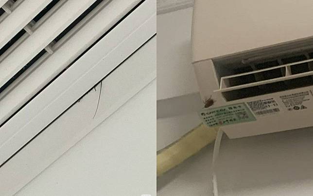 「冷氣一開蟑螂噴出來！」網友聽見這聲音秒崩潰：整個晚上都不敢睡！