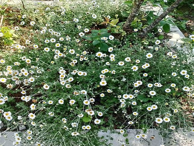 白冷國小校園復育蓬萊油菊盛開，受脅植物蓬萊油菊首度在原生分布外區域亮相。（圖：林業保育署臺中分署提供）