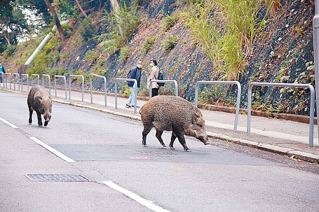 野豬衝出市區覓食，甚至曾發生傷人事件。