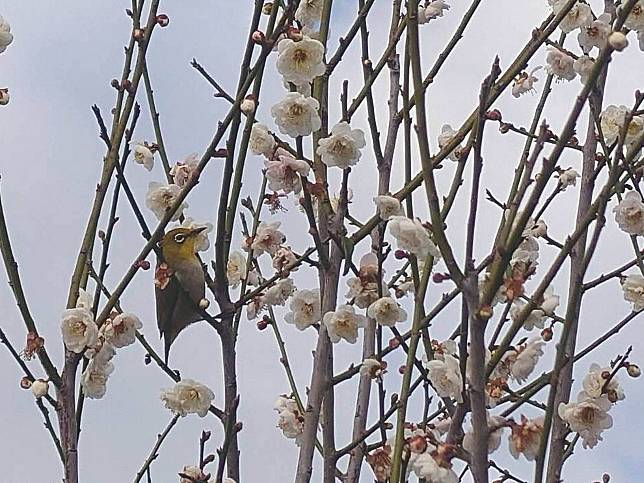 芬園鄉鴛鴦梅盛開如雪　綠繡眼穿梭花間　添冬日生趣