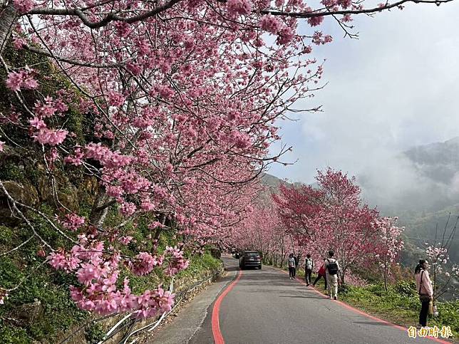 古坑石壁櫻花爆開，滿山谷粉紅花海，吸引大批遊客上山賞花。(記者黃淑莉攝)