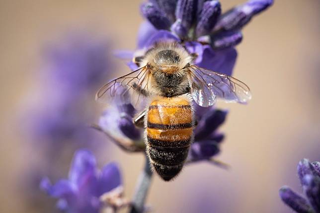 圖攝於2022年6月，一隻蜜蜂停留在德國巴登-符騰堡邦（Baden-Württemberg）栽種的紫羅蘭花上。 美聯社 / 達志影像