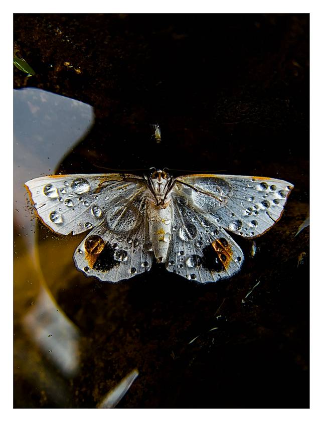 © Lucy Marwood / Beaker Street Science Photography Prize