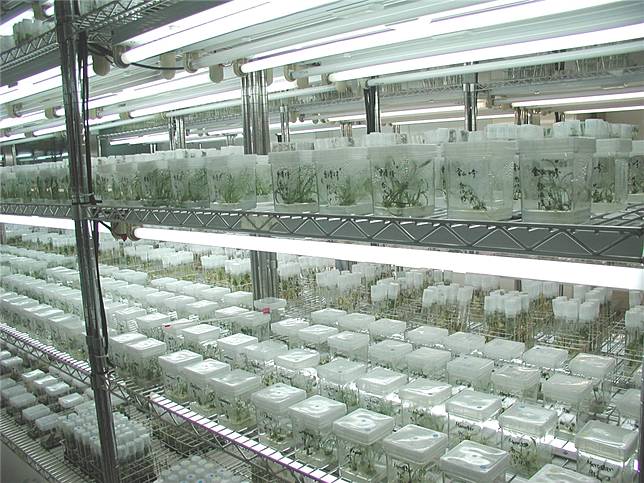 種原中心透過收集、保存、提供及種原保存鑑定技術研究，豐碩種原庫存，以提升我國農業生產及科技水準，（圖片來源：種原中心）