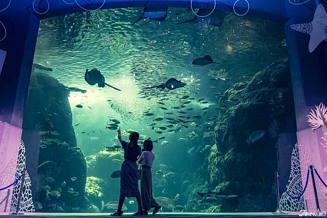 
<p>位於鎌倉旁邊的江之島是不少日劇電視外景拍攝地方，例如電視劇《有喜歡的人》跟電影《狼少女和黑王子》更在江之島水族館取景！</p><p>
</p><p>
這個水族館是以有著海洋生物寶藏之稱的相模灣作為模型，飼養著多種海洋生物，一個大型水槽中就已經有200種魚類。他們充分利用了多年來對水母的研究，以及不同的展示手法，為你帶來全球屈指可數的夢幻水母館。</p><p>
</p><p>
<b>新江之島水族館</b></p><p>
地址：〒251-0035 神奈川県藤沢市片瀬海岸２丁目１９−１（<a href=