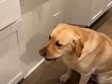 鸚鵡訓狗。（圖／翻攝自臉書）