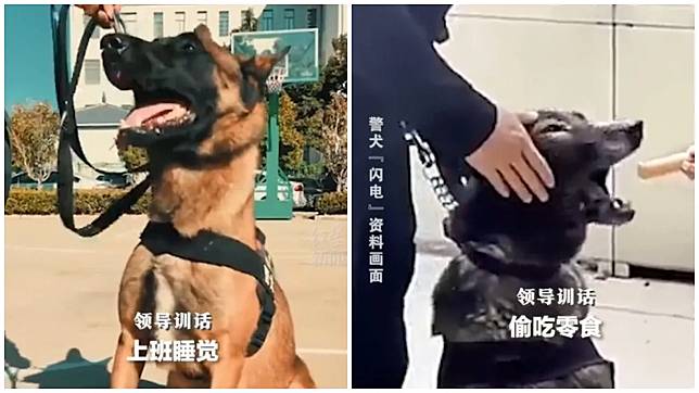 「上班死氣沉沉」雲南4警犬因工作態度被通報，引發網民熱議。(微博)