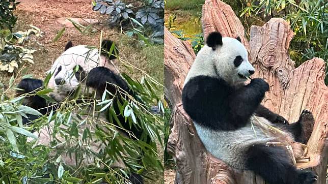 中央贈港大熊貓安安(左)、可可　資料圖片