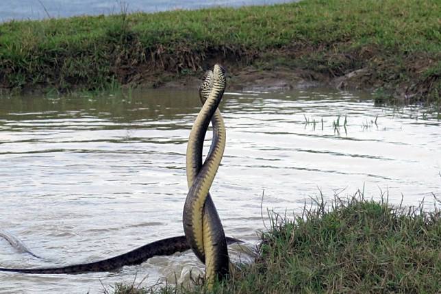 南蛇在水塘旁挺直身軀交纏激戰。(楊政峰提供)