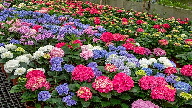 圖片提供/桃園市政府農業局