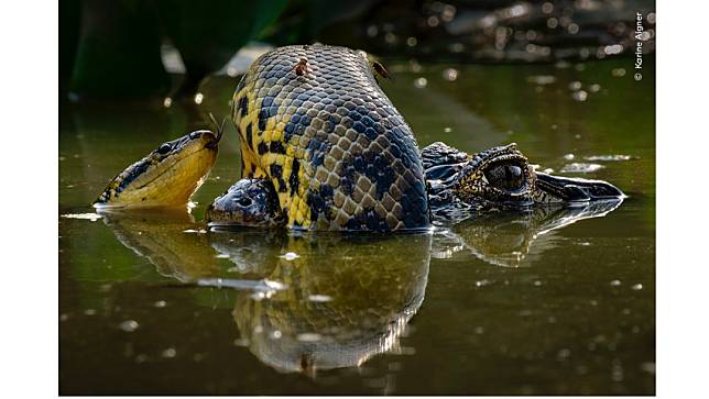 年度野生動物攝影師獎「行為：兩棲類與爬蟲類」獎項首獎。© Karine Aigner／Wildlife Photographer of the Year