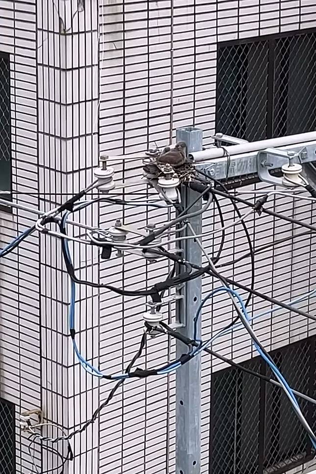 其他民眾也分享鳥類在自家附近電桿築巢的景象。畫面翻攝threads sheep_y0660