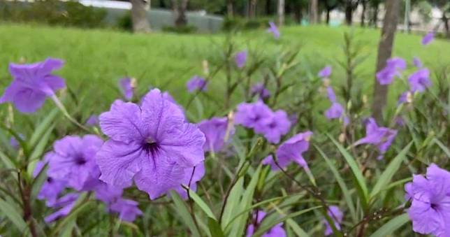 短片賞花：蘭花草| 明報| LINE TODAY 
