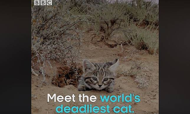 非洲黑足貓被《BBC》評選為「全世界最致命的貓」。（圖片來源／截自《BBC》影片） 