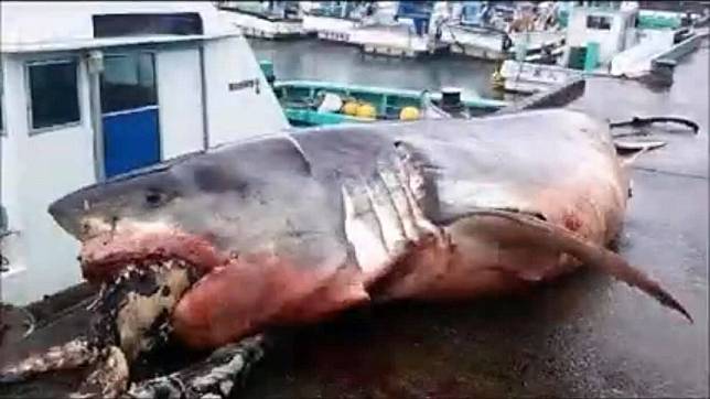 日本外海最近捕獲到一隻大白鯊，但牠被發現時已經明顯死亡。(圖／翻攝自臉書)