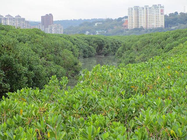 關渡自然保留區廢止   濕地保育迎向新未來