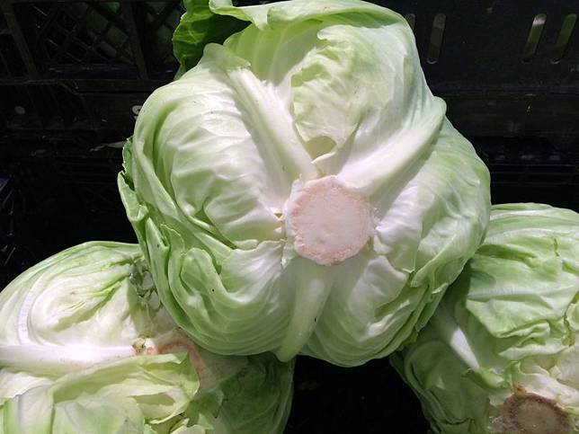 高麗菜