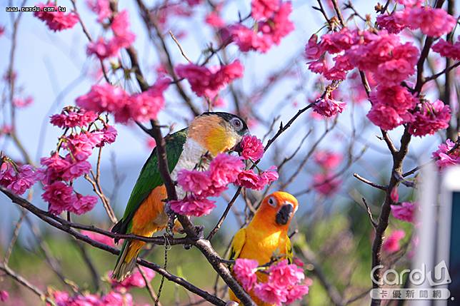 夢幻繽紛的陽明山櫻花季，將為台北市揭開新一年的旅遊序幕(圖/卡優新聞網)